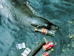 Plastics_Ocean_300x250.jpg Plastics_Ocean_300x250.jpg