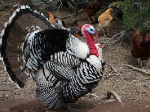 Turkey-CA-300.jpg Turkey-CA-300.jpg