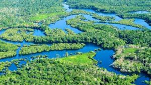 Amazon rainforest