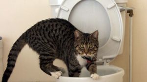 cat on toilet
