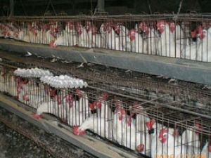 chickens-300x200.jpg chickens-300x200.jpg