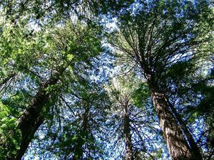 forest-3-300x250.jpg forest-3-300x250.jpg