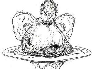 head-chimp-300x250.jpg head-chimp-300x250.jpg