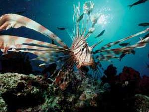 listen-to-the-lionfish-300x250.jpg listen-to-the-lionfish-300x250.jpg