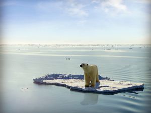 Polar bear on a remnant ice floe.
