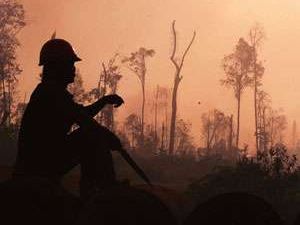 slash-and-burn-300x250.300wide.250high.jpg slash-and-burn-300x250.300wide.250high.jpg