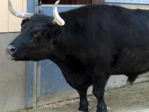 steer-300x250.jpg steer-300x250.jpg