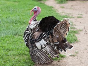 turkey