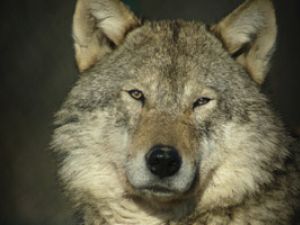wolfmaster.jpg wolfmaster.jpg