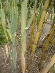 180px-Arundo_donax_3.jpg 180px-Arundo_donax_3.jpg