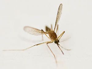 20091112mosquito.jpg 20091112mosquito.jpg