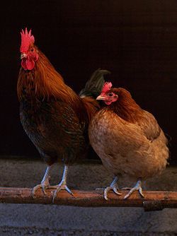 250px-Female_pair.jpg 250px-Female_pair.jpg
