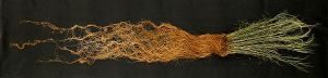 600px-Switchgrass_roots.jpg 600px-Switchgrass_roots.jpg