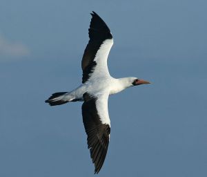 702px-Masked_booby_(Sula_dactylatra)_in_flight_-Ecuador.jpg