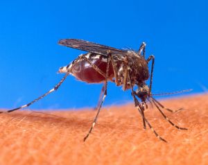 757px-Aedes_aegypti_biting_human.jpg 757px-Aedes_aegypti_biting_human.jpg