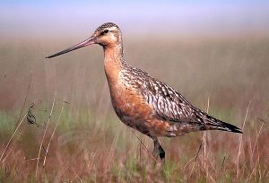 800px-BartailedGodwit24.jpg 800px-BartailedGodwit24.jpg