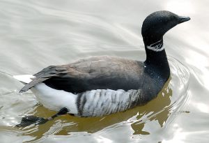 800px-Black.brant.slimbridge.march2007.arp.jpg 800px-Black.brant.slimbridge.march2007.arp.jpg