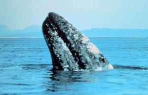 800px-Gray_whale.jpg 800px-Gray_whale.jpg