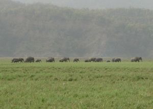 800px-Indianelephantherdcrop.JPG