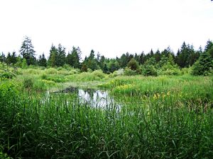 800px-Marsh.jpg 800px-Marsh.jpg