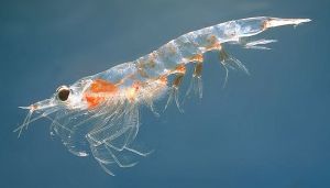 800px-Meganyctiphanes_norvegica2.jpg 800px-Meganyctiphanes_norvegica2.jpg