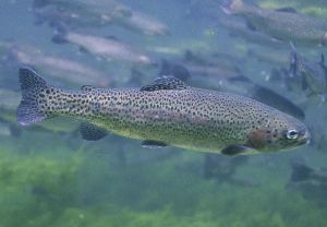 800px-Oncorhynchus_mykiss.jpg 800px-Oncorhynchus_mykiss.jpg