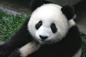 800px-Panda_Cub_from_Wolong,_Sichuan,_China.JPG