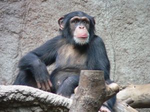 800px-Schimpanse_zoo-leipig.jpg 800px-Schimpanse_zoo-leipig.jpg