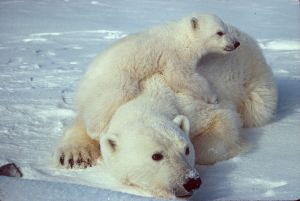 800px-Ursus_maritimus_Polar_bear_with_cub_2.jpg 800px-Ursus_maritimus_Polar_bear_with_cub_2.jpg