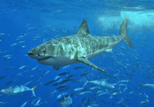 800px-White_shark.jpg 800px-White_shark.jpg