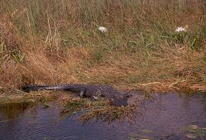Alligator1.jpg Alligator1.jpg