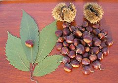 American_Chestnut.JPG