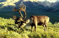 Caribou.jpg Caribou.jpg