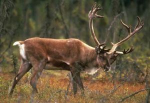 Caribou_trees.jpg Caribou_trees.jpg