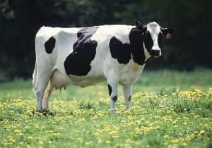 Friesian-Holstein.jpg Friesian-Holstein.jpg