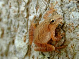 H_crucifer_USGS.jpg H_crucifer_USGS.jpg