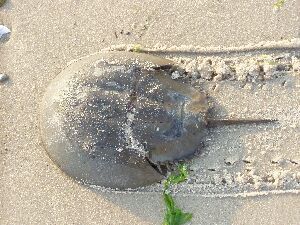 Horseshoecrab1.jpg Horseshoecrab1.jpg