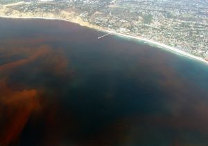 La-Jolla-Red-Tide.780.jpg La-Jolla-Red-Tide.780.jpg