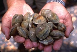 LittleNeck_clams_USDA96c1862.jpg LittleNeck_clams_USDA96c1862.jpg