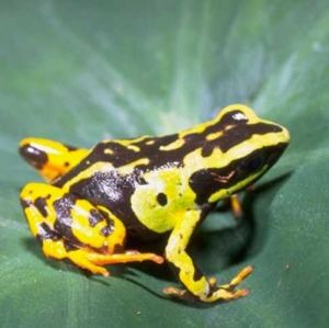 Mantella_madagascariensis01.jpg Mantella_madagascariensis01.jpg