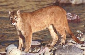 Mountain_lion.jpg Mountain_lion.jpg