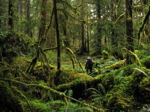 OlympicRainforestHiker.jpg OlympicRainforestHiker.jpg