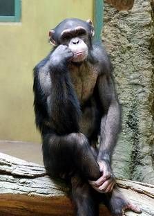 ThinkingChimpanzee.jpg ThinkingChimpanzee.jpg