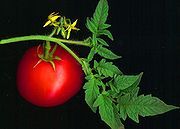 Tomato_scanned.jpg Tomato_scanned.jpg