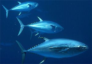 Tuna.jpg Tuna.jpg