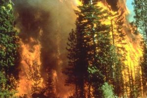 Wildfire_in_California.jpg Wildfire_in_California.jpg