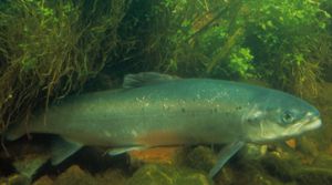 atlanticsalmon_williamhartley-usfws.jpg atlanticsalmon_williamhartley-usfws.jpg