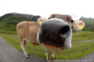 beef.jpg beef.jpg