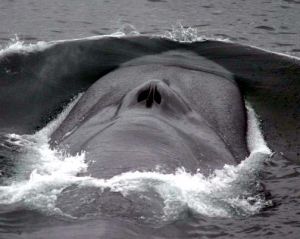 bluewhale_noaa2.jpg bluewhale_noaa2.jpg