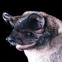 bonneted_bat.jpg bonneted_bat.jpg